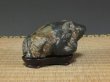 Photo2: Suiseki / Kamogawa-ishi ： Frog shaped stone (with one pedestal) (2)