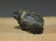 Photo1: Suiseki / Kamogawa-ishi ： Frog shaped stone (with one pedestal) (1)
