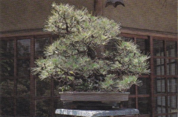 Photo2: Turntable / Round shape (MASAKUNI) (2)