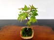 Photo5: Japanese Maple (Acer palmatum) / Yama Momiji (5)