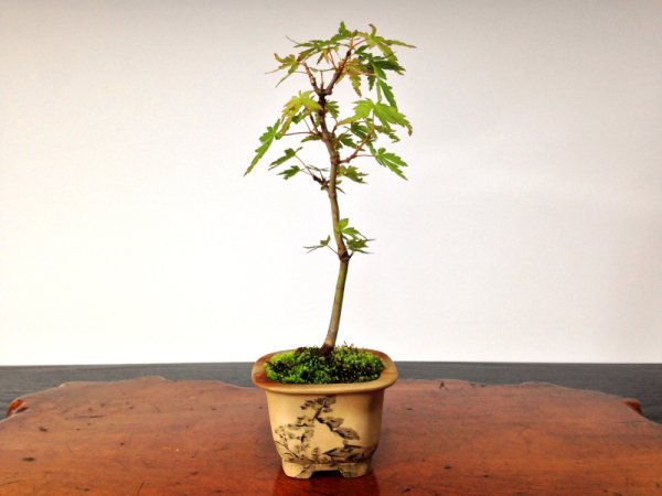 Photo1: Japanese Maple (Acer palmatum) / Yama Momiji (1)