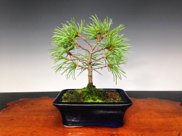 Photo1: Five Needle Pine (Pinus parviflora) / Goyo Matsu (1)