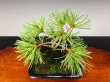 Photo5: Five Needle Pine (Pinus parviflora) / Goyo Matsu (5)