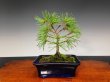 Photo2: Five Needle Pine (Pinus parviflora) / Goyo Matsu (2)