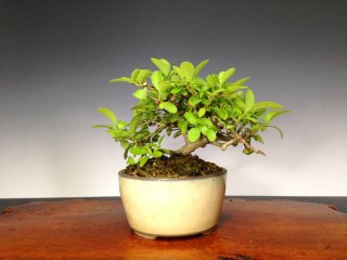 The export of bonsais and the export of bonsai tools/FROM JAPAN