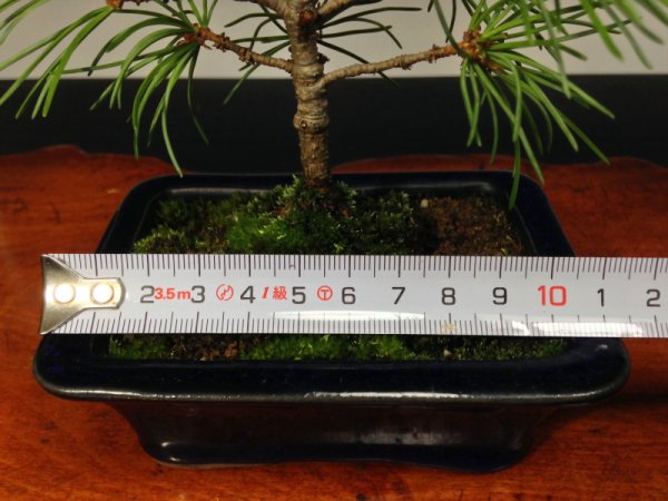 Photo3: Five Needle Pine (Pinus parviflora) / Goyo Matsu (3)