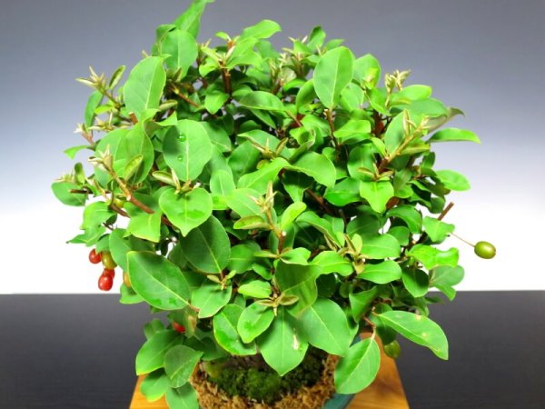 Photo6: Elaeagnus pungens (Thorny olive) / Gumi / Middle size Bonsai  (6)
