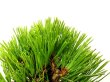 Photo6: Pinus thunbergii "Nisikimatsu" (Japanese Black Pine) / Nishikimatsu (Kuromatsu) / Small size Bonsai  (6)