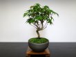 Photo4: Acer palmatum (Japanese Maple) / Yama Momiji / Small size Bonsai  (4)