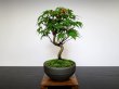 Photo1: Acer palmatum (Japanese Maple) / Yama Momiji / Small size Bonsai  (1)