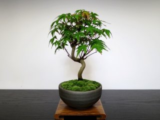 Small size bonsai - FROM JAPAN