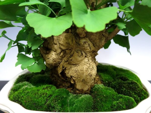 Photo5: Ginkgo biloba (Maidenhair tree) / Icho / Middle size Bonsai  (5)