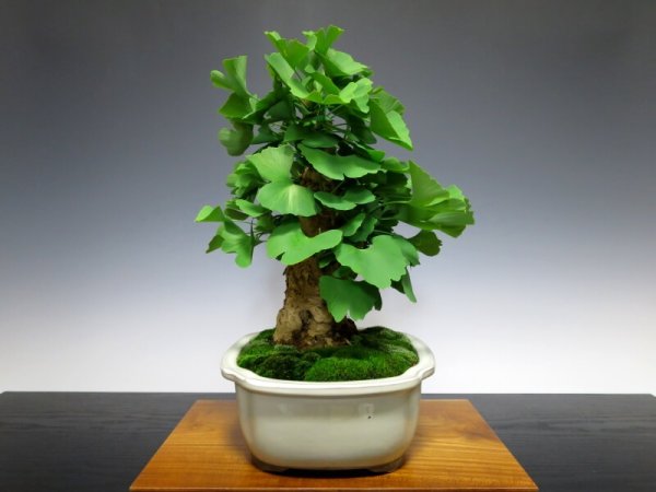 Photo7: Ginkgo biloba (Maidenhair tree) / Icho / Middle size Bonsai  (7)
