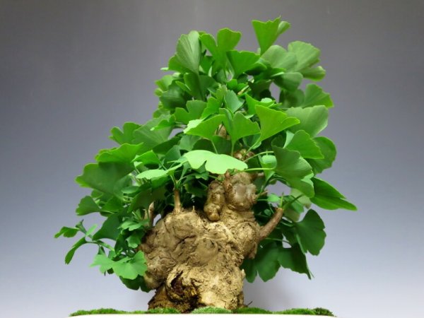 Photo3: Ginkgo biloba (Maidenhair tree) / Icho / Middle size Bonsai  (3)