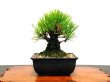 Photo7: Pinus thunbergii "Nisikimatsu" (Japanese Black Pine) / Nishikimatsu (Kuromatsu) / Small size Bonsai  (7)