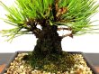 Photo5: Pinus thunbergii "Nisikimatsu" (Japanese Black Pine) / Nishikimatsu (Kuromatsu) / Small size Bonsai  (5)