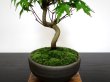Photo5: Acer palmatum (Japanese Maple) / Yama Momiji / Small size Bonsai  (5)
