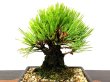 Photo4: Pinus thunbergii "Nisikimatsu" (Japanese Black Pine) / Nishikimatsu (Kuromatsu) / Small size Bonsai  (4)