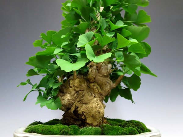 Photo2: Ginkgo biloba (Maidenhair tree) / Icho / Middle size Bonsai  (2)