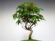 Photo3: Acer palmatum (Japanese Maple) / Yama Momiji / Small size Bonsai  (3)