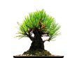 Photo9: Pinus thunbergii "Nisikimatsu" (Japanese Black Pine) / Nishikimatsu (Kuromatsu) / Small size Bonsai  (9)