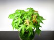 Photo6: Acer palmatum (Japanese Maple) / Yama Momiji / Small size Bonsai  (6)