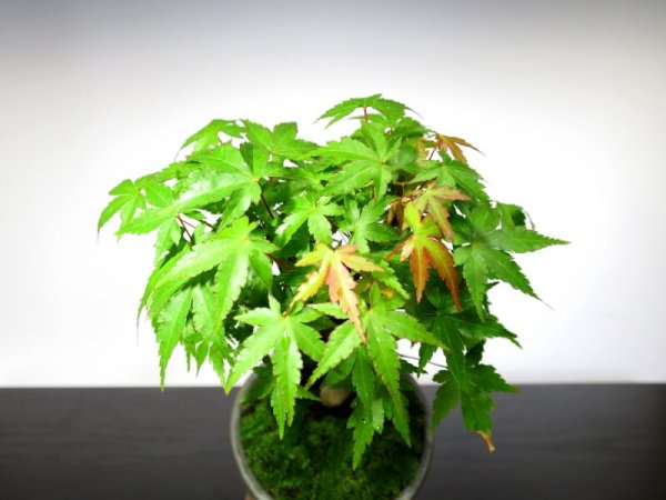 Photo6: Acer palmatum (Japanese Maple) / Yama Momiji / Small size Bonsai  (6)