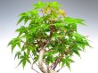 Photo2: Acer palmatum (Japanese Maple) / Yama Momiji / Small size Bonsai  (2)