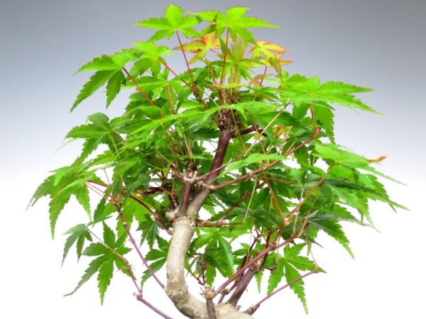 Photo2: Acer palmatum (Japanese Maple) / Yama Momiji / Small size Bonsai  (2)