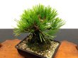 Photo3: Pinus thunbergii "Nisikimatsu" (Japanese Black Pine) / Nishikimatsu (Kuromatsu) / Small size Bonsai  (3)