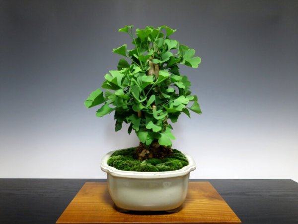 Photo8: Ginkgo biloba (Maidenhair tree) / Icho / Middle size Bonsai  (8)