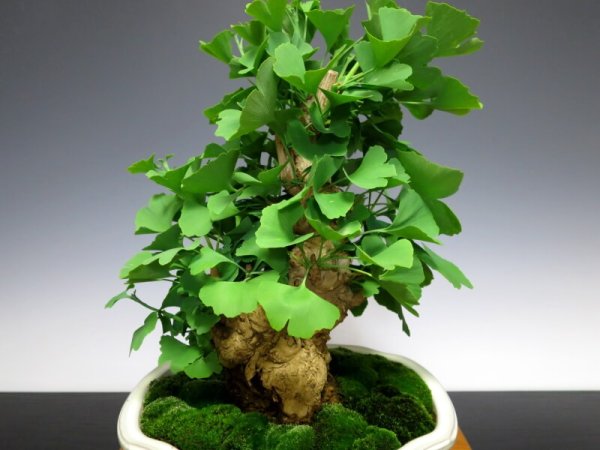 Photo6: Ginkgo biloba (Maidenhair tree) / Icho / Middle size Bonsai  (6)