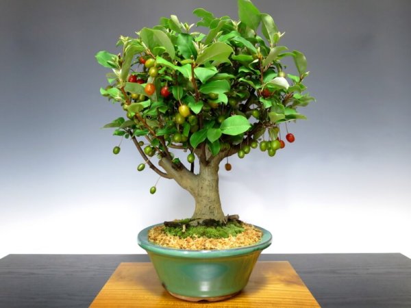 Photo4: Elaeagnus pungens (Thorny olive) / Gumi / Middle size Bonsai  (4)