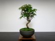 Photo7: Acer palmatum (Japanese Maple) / Yama Momiji / Small size Bonsai  (7)