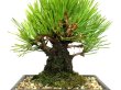 Photo2: Pinus thunbergii "Nisikimatsu" (Japanese Black Pine) / Nishikimatsu (Kuromatsu) / Small size Bonsai  (2)