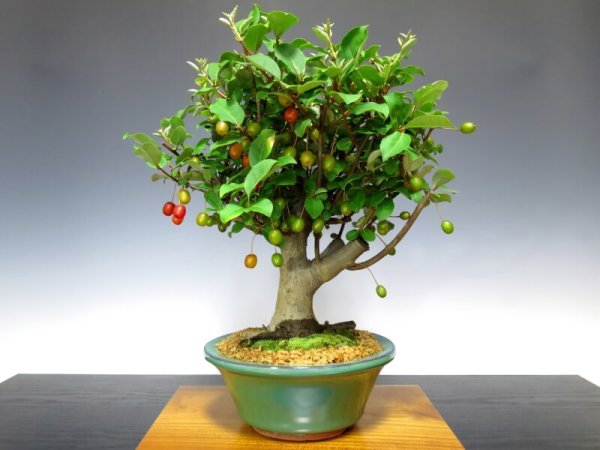 Photo1: Elaeagnus pungens (Thorny olive) / Gumi / Middle size Bonsai  (1)