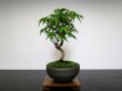 Photo8: Acer palmatum (Japanese Maple) / Yama Momiji / Small size Bonsai  (8)