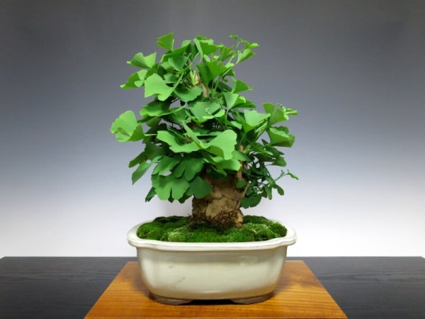 Photo4: Ginkgo biloba (Maidenhair tree) / Icho / Middle size Bonsai  (4)