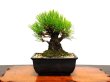Photo8: Pinus thunbergii "Nisikimatsu" (Japanese Black Pine) / Nishikimatsu (Kuromatsu) / Small size Bonsai  (8)