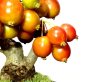 Photo3: Malus cerasifera / Hime Ringo / Ornamental Apple / Small size Bonsai  (3)