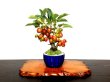 Photo2: Malus cerasifera / Hime Ringo / Ornamental Apple / Small size Bonsai  (2)