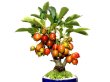 Photo6: Malus cerasifera / Hime Ringo / Ornamental Apple / Small size Bonsai  (6)