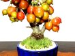 Photo5: Malus cerasifera / Hime Ringo / Ornamental Apple / Small size Bonsai  (5)