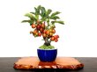 Photo1: Malus cerasifera / Hime Ringo / Ornamental Apple / Small size Bonsai  (1)