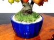 Photo9: Malus cerasifera / Hime Ringo / Ornamental Apple / Small size Bonsai  (9)