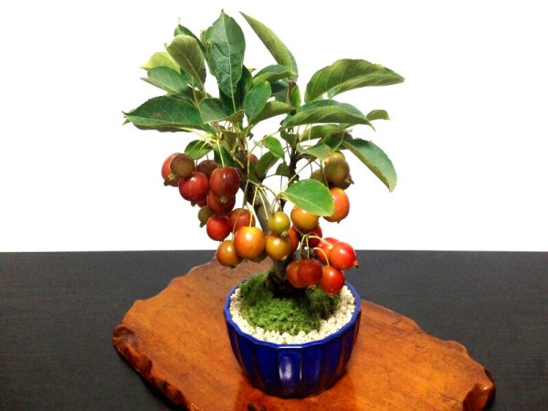 Photo8: Malus cerasifera / Hime Ringo / Ornamental Apple / Small size Bonsai  (8)