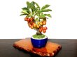 Photo4: Malus cerasifera / Hime Ringo / Ornamental Apple / Small size Bonsai  (4)
