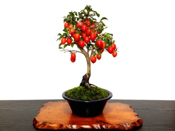 Photo1: Diospyros rhombifolia "Benihikari" (Ornamental Persimmons) / Middle size Bonsai (1)