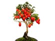 Photo7: Diospyros rhombifolia "Benihikari" (Ornamental Persimmons) / Middle size Bonsai (7)