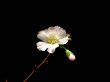 Photo2: Prunus kanzakura "Shinano Kanzakura" (Cherry Tree) / Sakura / Middle size Bonsai (2)